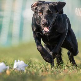 Labrador Retrievers from Purpose Bred Labrador Retrievers