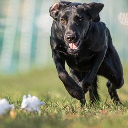 Labrador Retrievers from Purpose Bred Labrador Retrievers