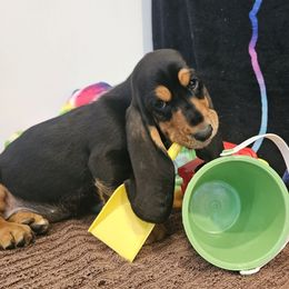 Gravy - Black brown and white female Basset Hound puppy in Big Rapids, Michigan from Basket Hound Bassets