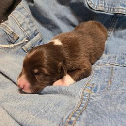 Jogger - Red tri-color female Australian Shepherd puppy in Bumpass, Virginia from Glitterati Australian Shepherds