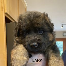 Girl 1 - Black and red German Shepherd puppy in Arroyo Grande, California from Vom Kupferhaus