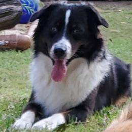 Timon - Toy Australian Shepherd