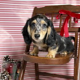 Boy 2 - Dapple male Dachshund puppy in Waycross, Georgia from Camie's Dachshunds