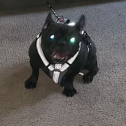 French Bulldogs and Yorkshire Terriers from Tight Pocket House Frenchies & Yorkies