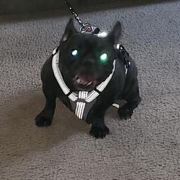French Bulldogs and Yorkshire Terriers from Tight Pocket House Frenchies & Yorkies