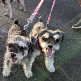 Miniature Schnauzers from Ruby Schnauzers
