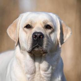 Jetta - Labrador Retriever
