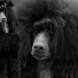 Poodles from Asha Poodles