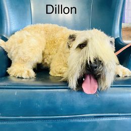 Dillon - Soft Coated Wheaten Terrier