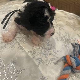 Zeus - Parti male Poodle puppy in Mobile, Alabama from Semmy’s Standard Poodle LLC