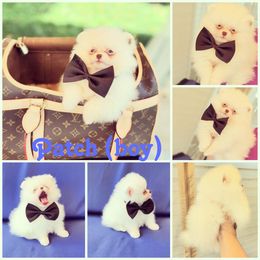 Pomeranian Puppies from Dolcebellezza’s Poms