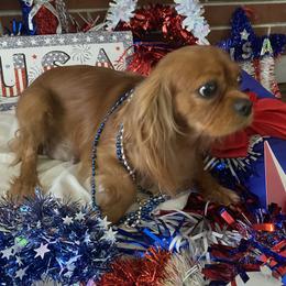 Lady - Cavalier King Charles Spaniel