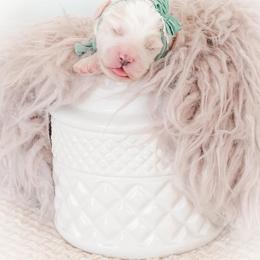 Bernedoodle and Goldendoodle Puppies from Hommel’s Mini Darling Doodles