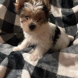 Ink Puppy - Parti male Yorkshire Terrier puppy in Black Canyon City, Arizona from Sweet Hart Yorkies