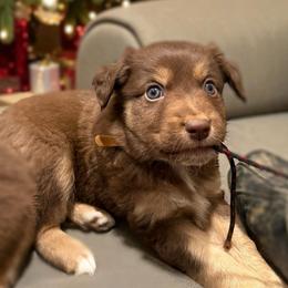 Malcom - Red tri-color male Australian Shepherd puppy in Nicholasville, Kentucky from Sugar Creek Aussies