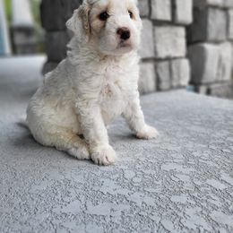 Aussiedoodle and Australian Mountain Doodle Puppies from Jagged Oaks Farm