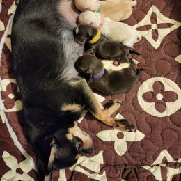 Chihuahua Puppies from King's Country Style Kennels