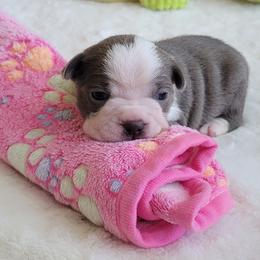 Lily - Seal and white female Boston Terrier puppy in Katy, Texas from Mei's Boston Terriers