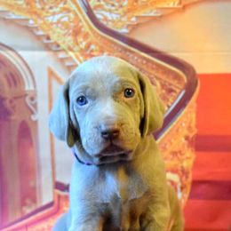 Weimaraner Puppies from Always Faithful Weimaraners