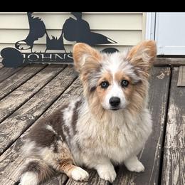 Fern - Blue merle and white female American Corgi puppy in Stuart, Iowa from Johnson Family Paws