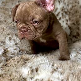 French Bulldog Puppies from The French Bulldog Company LLC