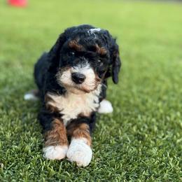 Sneak - Phantom male Goldendoodle puppy in Wharton, Texas from Little Fur Friends