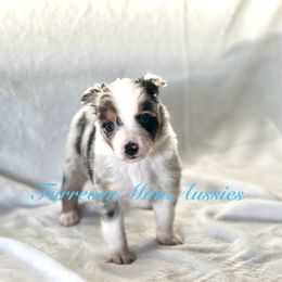 Boy 3 - Blue merle Miniature Australian Shepherd puppy in Visalia, California from Furrever.Mini.Aussies.llc