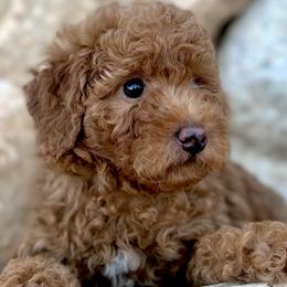 Lily - Aussiedoodle puppy in Ivins, Utah from A Puppy Crush