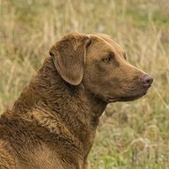 Chesapeake Bay Retrievers from MarshElder Chesapeakes