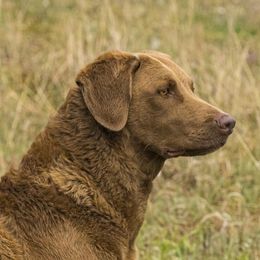 Chesapeake Bay Retrievers from MarshElder Chesapeakes