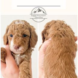 Goldendoodle Puppies from Eagle Mountain Doodles