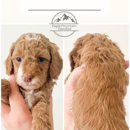 Goldendoodle Puppies from Eagle Mountain Doodles