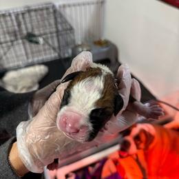 Orange - Fawn female Boxer puppy in Jamesville, New York from Reynolds Homestead Boxers