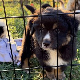Boy 5 - Black tri male Miniature Australian Shepherd puppy in Arcadia, Indiana from Sunset Cowgirl Mini Aussies