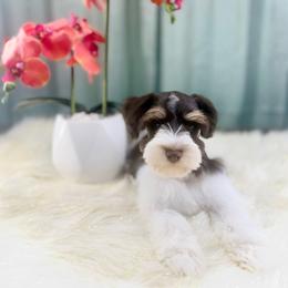 Lois - Liver female Miniature Schnauzer puppy in Overton, Texas from Beards & Bows Schnauzer Farm