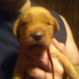 Golden Retriever Puppies from Gingersnap Golden Retrievers