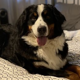 Bernedoodles, Bernese Mountain Dogs, Cavalier King Charles Spaniels, and Goldendoodles from Adventure Doodles Of East TN