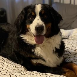 Bernedoodles, Bernese Mountain Dogs, Cavalier King Charles Spaniels, and Goldendoodles from Adventure Doodles Of East TN