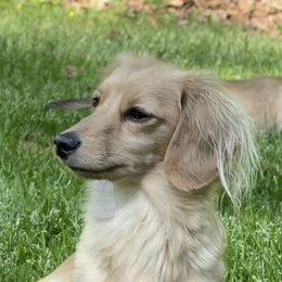 Mabel - Dachshund