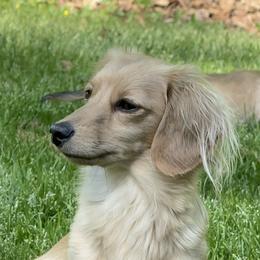Mabel - Dachshund