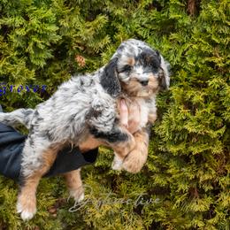 Grover - Blue merle male Aussiedoodle puppy in Kennesaw, Georgia from Distinctive Doodle