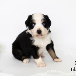 Tex - Black tri male Miniature Australian Shepherd puppy in Wooster, Ohio from Kari's Mini Aussies