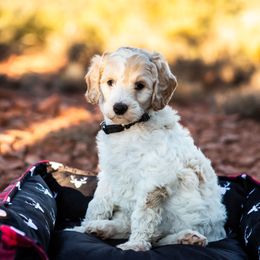 Goldendoodle Puppies from Fire Sky Kennels