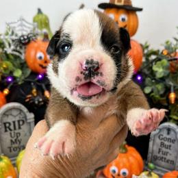 CHUCKY (boy) - Fawn male Boxer puppy in Red Boiling Springs, Tennessee from Silver Rain