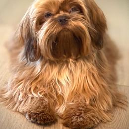 Shih Tzu Puppies from Jodi’s Shihtzus
