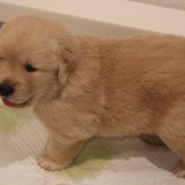 Golden Retriever Puppies from Clew Bay Golden Retrievers