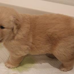 Golden Retriever Puppies from Clew Bay Golden Retrievers