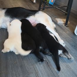 "Mom feeding " German Shepherd Puppies from Puppy Love