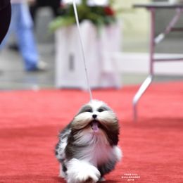 Havanese and Papillons from InVolo Papillons & Havanese