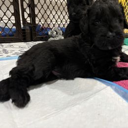 Klaus - Black male Giant Schnauzer puppy in Noblesville, Indiana from Stratton House Kennels